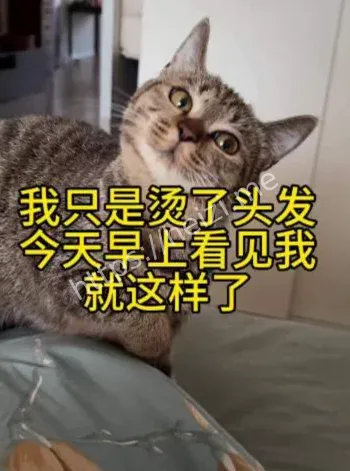 主人烫头猫咪炸毛认不出